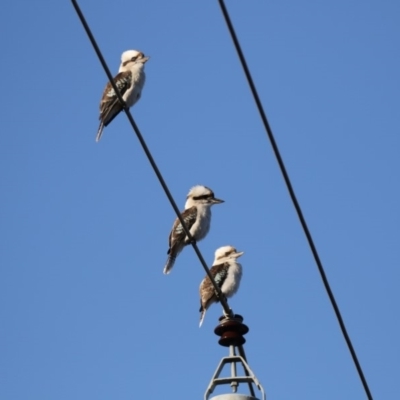 Dacelo novaeguineae (Laughing Kookaburra) at Hawker, ACT - 4 Aug 2018 by Alison Milton