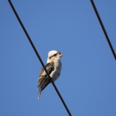 Dacelo novaeguineae at Hawker, ACT - 5 Aug 2018