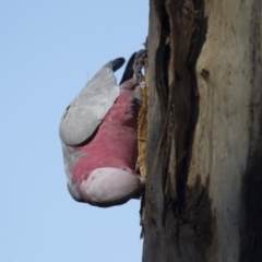 Eolophus roseicapilla (Galah) at Dunlop, ACT - 5 Aug 2018 by AlisonMilton
