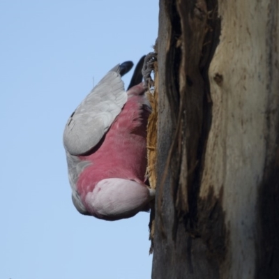 Eolophus roseicapilla (Galah) at Dunlop, ACT - 5 Aug 2018 by AlisonMilton