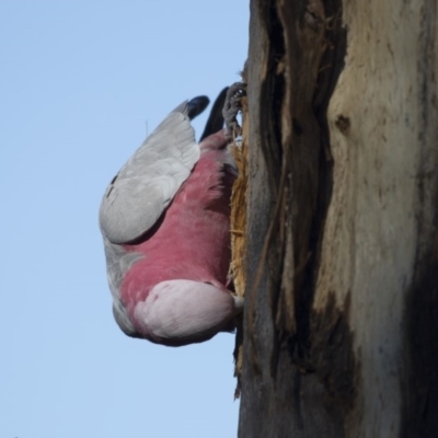 Eolophus roseicapilla (Galah) at The Pinnacle - 4 Aug 2018 by Alison Milton