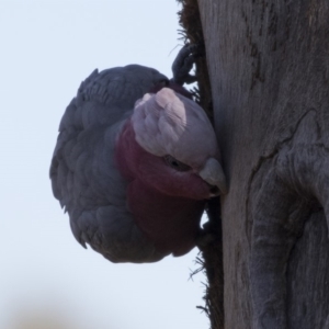 Eolophus roseicapilla at Dunlop, ACT - 5 Aug 2018