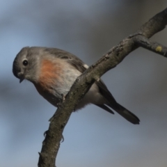 Petroica boodang (Scarlet Robin) at The Pinnacle - 5 Aug 2018 by Alison Milton