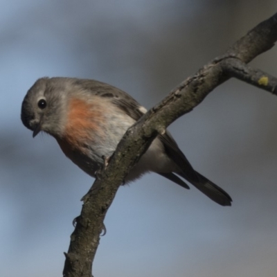 Petroica boodang (Scarlet Robin) at Dunlop, ACT - 5 Aug 2018 by Alison Milton