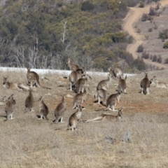 Macropus giganteus (Eastern Grey Kangaroo) at Dunlop, ACT - 5 Aug 2018 by AlisonMilton