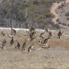 Macropus giganteus (Eastern Grey Kangaroo) at Dunlop, ACT - 5 Aug 2018 by Alison Milton