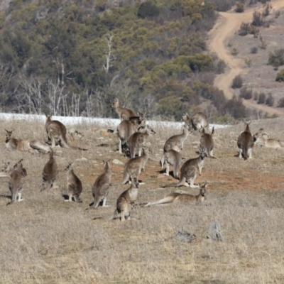 Macropus giganteus (Eastern Grey Kangaroo) at Dunlop, ACT - 5 Aug 2018 by AlisonMilton