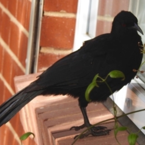 Corcorax melanorhamphos at Aranda, ACT - 4 Aug 2018 11:37 AM