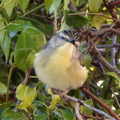 Pardalotus punctatus (Spotted Pardalote) at Aranda, ACT - 4 Aug 2018 by KMcCue