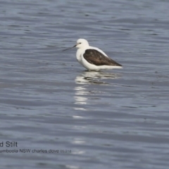 Cladorhynchus leucocephalus (Banded Stilt) at Jervis Bay National Park - 30 Jun 2018 by CharlesDove