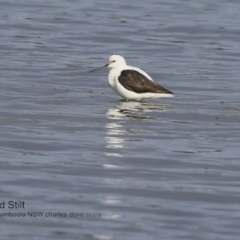 Cladorhynchus leucocephalus (Banded Stilt) at Wollumboola, NSW - 30 Jun 2018 by CharlesDove