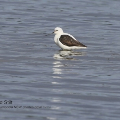 Cladorhynchus leucocephalus (Banded Stilt) at Jervis Bay National Park - 30 Jun 2018 by CharlesDove