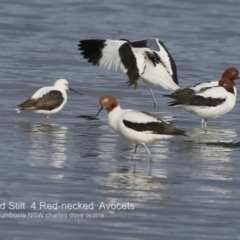 Cladorhynchus leucocephalus at Wollumboola, NSW - 30 Jun 2018