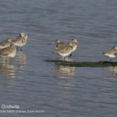 Limosa lapponica (Bar-tailed Godwit) at Jervis Bay National Park - 30 Jun 2018 by CharlesDove