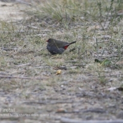 Stagonopleura bella (Beautiful Firetail) at Morton National Park - 27 Jun 2018 by CharlesDove