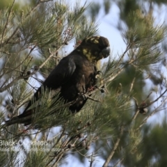 Calyptorhynchus lathami lathami (Glossy Black-Cockatoo) at Morton National Park - 27 Jun 2018 by Charles Dove