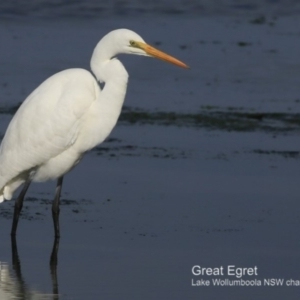 Ardea alba at Jervis Bay National Park - 28 Jun 2018 12:00 AM