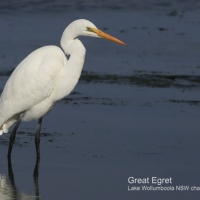 Ardea alba (Great Egret) at Jervis Bay National Park - 27 Jun 2018 by Charles Dove