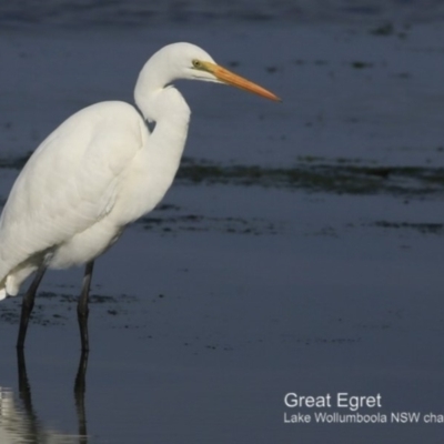 Ardea alba (Great Egret) at Jervis Bay National Park - 28 Jun 2018 by CharlesDove