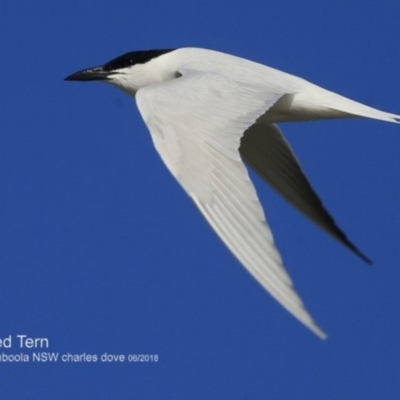 Gelochelidon macrotarsa (Australian Tern) at Jervis Bay National Park - 28 Jun 2018 by CharlesDove