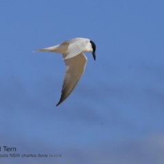 Gelochelidon macrotarsa at Jervis Bay National Park - 28 Jun 2018