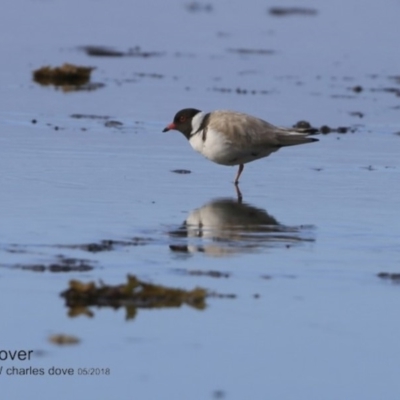 Charadrius rubricollis (Hooded Plover) at Undefined - 26 Jun 2018 by CharlesDove