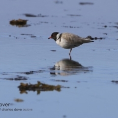 Charadrius rubricollis (Hooded Plover) at Undefined - 25 Jun 2018 by Charles Dove