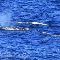 Megaptera novaeangliae (Humpback Whale) at Undefined - 24 Jun 2018 by Charles Dove