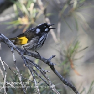 Phylidonyris novaehollandiae at South Pacific Heathland Reserve - 26 Jun 2018