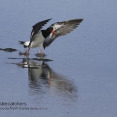 Haematopus longirostris (Australian Pied Oystercatcher) at Jervis Bay National Park - 27 Jun 2018 by CharlesDove