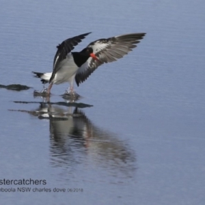 Haematopus longirostris at Wollumboola, NSW - 28 Jun 2018