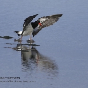 Haematopus longirostris at Wollumboola, NSW - suppressed