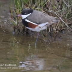Erythrogonys cinctus (Red-kneed Dotterel) at Culburra Beach - Lake Wollumboola Bushcare - 28 Jun 2018 by CharlesDove