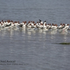 Recurvirostra novaehollandiae (Red-necked Avocet) at Jervis Bay National Park - 27 Jun 2018 by CharlesDove