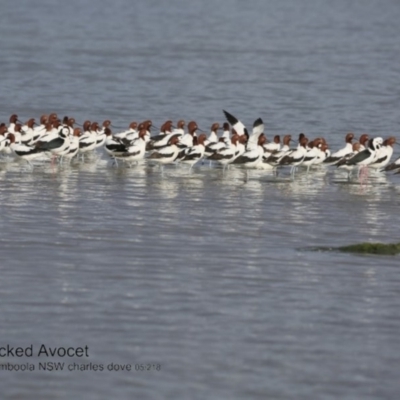 Recurvirostra novaehollandiae (Red-necked Avocet) at Wollumboola, NSW - 27 Jun 2018 by CharlesDove