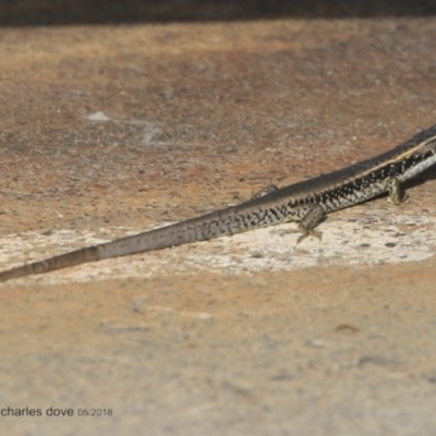 Eulamprus quoyii (Eastern Water Skink) at Undefined - 25 Jun 2018 by CharlesDove