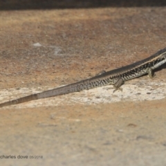Eulamprus quoyii (Eastern Water Skink) at Undefined - 24 Jun 2018 by Charles Dove