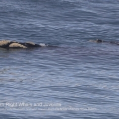 Eubalaena australis (Southern Right Whale) at Ulladulla, NSW - 25 Jun 2018 by CharlesDove