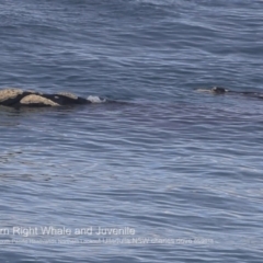 Eubalaena australis (Southern Right Whale) at Ulladulla, NSW - 25 Jun 2018 by Charles Dove