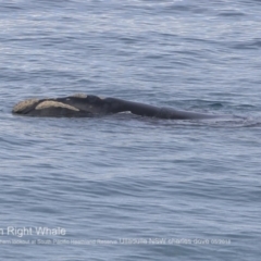 Eubalaena australis at Ulladulla, NSW - 26 Jun 2018 12:00 AM