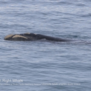 Eubalaena australis at Ulladulla, NSW - 26 Jun 2018