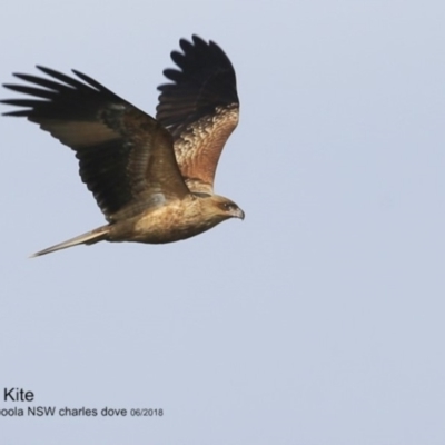 Haliastur sphenurus (Whistling Kite) at Jervis Bay National Park - 28 Jun 2018 by CharlesDove