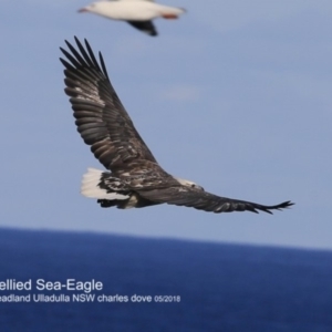 Haliaeetus leucogaster at Ulladulla, NSW - 25 Jun 2018