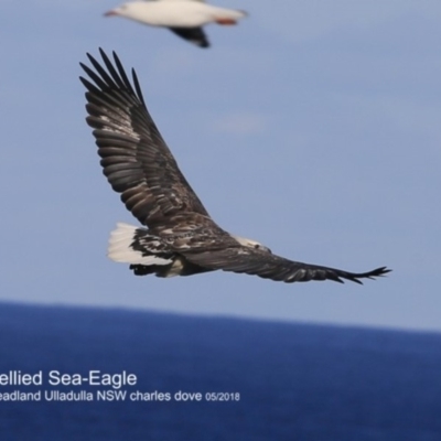 Haliaeetus leucogaster (White-bellied Sea-Eagle) at Ulladulla, NSW - 25 Jun 2018 by CharlesDove