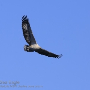 Haliaeetus leucogaster at Ulladulla, NSW - 25 Jun 2018