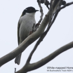 Melithreptus lunatus (White-naped Honeyeater) at Morton National Park - 28 Jun 2018 by CharlesDove