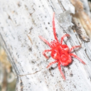 Trombidiidae (family) at Paddys River, ACT - 4 Aug 2018 11:45 AM