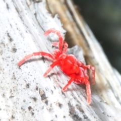 Trombidiidae (family) at Paddys River, ACT - 4 Aug 2018 11:45 AM