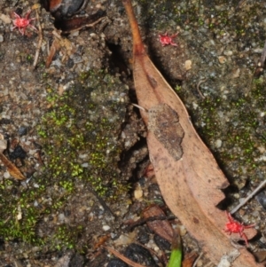 Trombidiidae (family) at Paddys River, ACT - 4 Aug 2018 11:45 AM