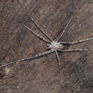 Opiliones (order) at Coree, ACT - 4 Aug 2018 12:45 PM